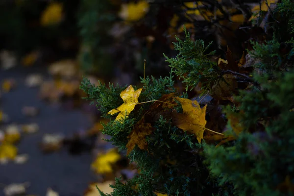 Este Primer Plano Las Hojas Amarillas Otoño Bush Verde — Foto de Stock