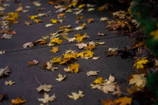 Image Fall Leaves Concrete — Stock Photo, Image