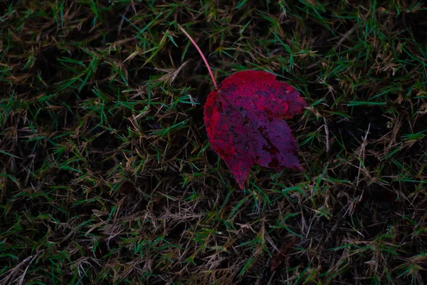 Jest Wizerunek Czerwonego Listka Leżącego Zielonej Trawie — Zdjęcie stockowe