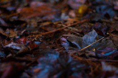 Yerdeki Kahverengi Yapraklar ve Çam İğneleri 'ni kapatın.
