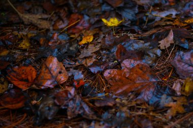 Brown, Yellow, and Orange Fall Leaves on the Ground with Pine Needles clipart