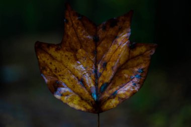 Islak Kahverengi Sonbahar Yaprağı Yaklaş