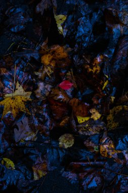 Islak Sarı ve Kahverengi Sonbahar Yaprakları