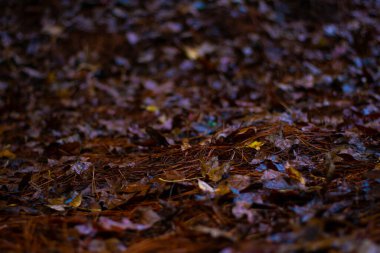 Kahverengi Yaprak ve Çam Needles in the ground in Fall