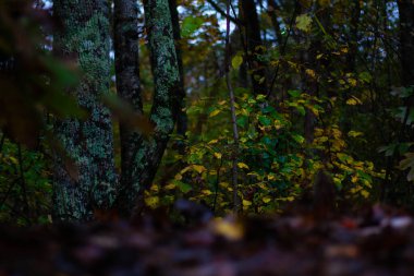Sonbahar Yaprakları ve Ağaçlar Erken Sonbahar Sabahında