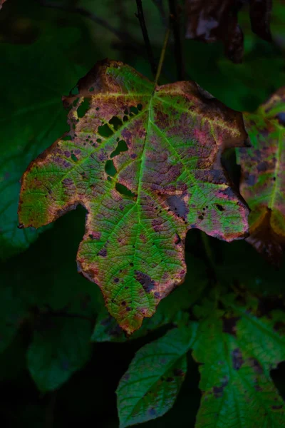 Close Big Green Fall Leaf Turning Brown — Stock Photo, Image