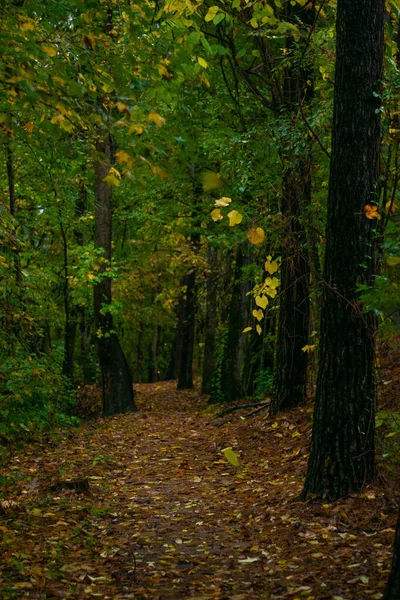 Güz Yaprakları Sabahın erken saatlerinde Doğa Yolunda 