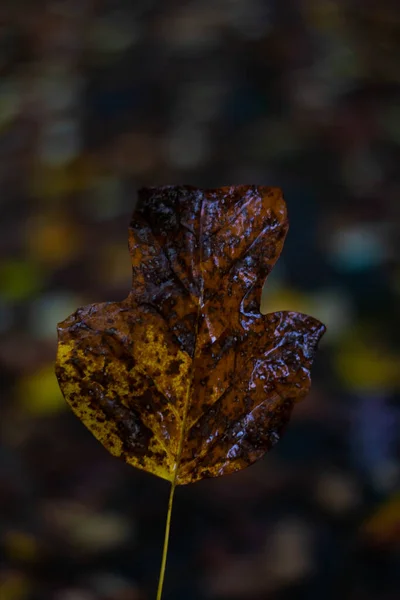 Une Feuille Automne Marron Humide Fermer — Photo