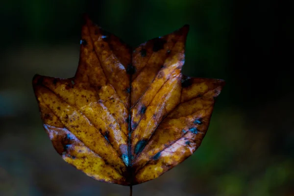 Mokrý Hnědý Podzim List Zblízka — Stock fotografie