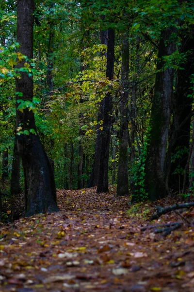 Güz Yaprakları Sabahın erken saatlerinde Doğa Yolunda 