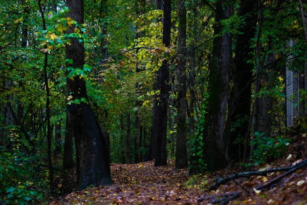 Güz Yaprakları Sabahın erken saatlerinde Doğa Yolunda 