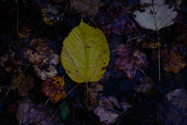 Detailní Záběr Mokrý Jasně Žlutý List Zemi — Stock fotografie