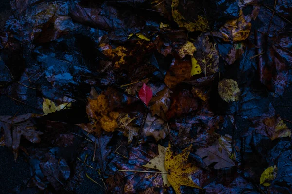 Primo Piano Delle Foglie Bagnate Autunno Gialle Marroni Terra — Foto Stock