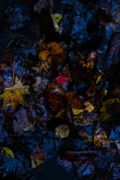 Nasse Gelbe Und Braune Herbstblätter Auf Dem Boden — Stockfoto