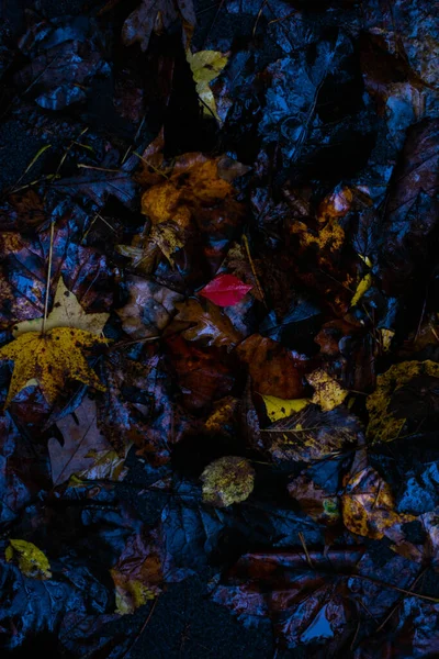 Wet Yellow Brown Fall Leaves Ground — Stock Photo, Image