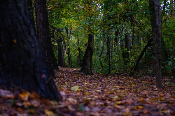 Queda Folhas Uma Trilha Natureza Início Manhã — Fotografia de Stock