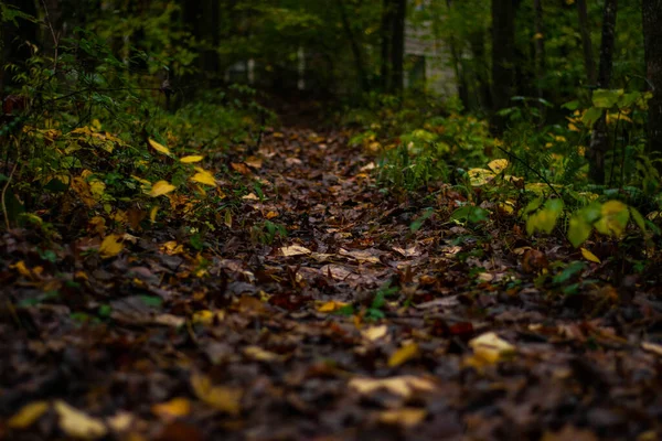 Nahaufnahme Von Nassen Herbstblättern Auf Einem Naturlehrpfad Frühen Morgen — Stockfoto