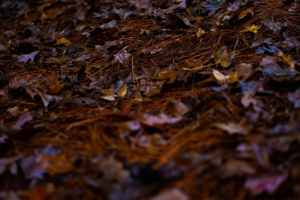 Kahverengi Sonbahar Yaprakları ve Çam İğneleri 'ne yakın çekim
