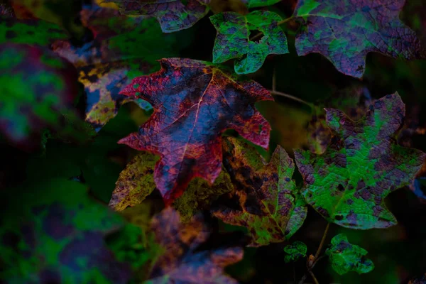 Primer Plano Las Hojas Otoño Rojas Verdes Que Cambian Color — Foto de Stock