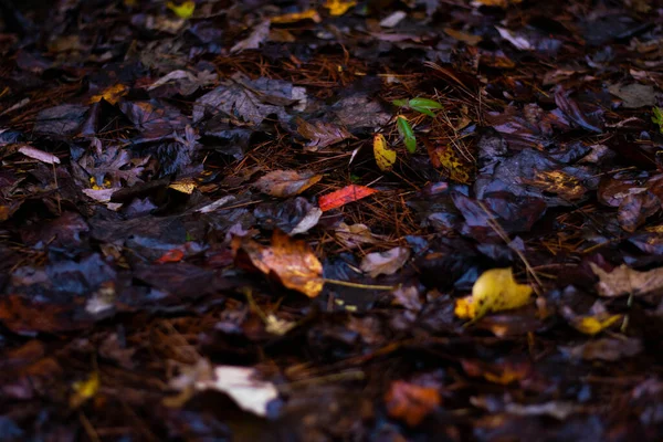Zbliżenie Wet Fall Leaves Ziemi — Zdjęcie stockowe