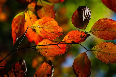 Yeşil Sonbahar Yapraklarını Kapat Kırmızıya Dönüştür