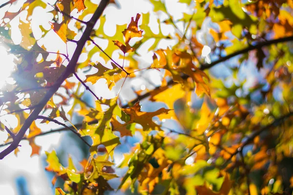 Leuchtend Gelbe Orangefarbene Und Braune Blätter Einem Herbstmorgen — Stockfoto