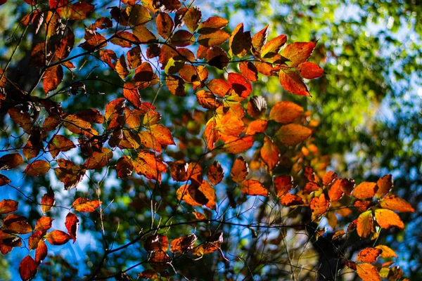 Paquet Feuilles Automne Passant Vert Rouge — Photo