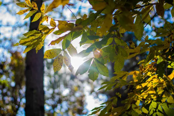 Gelbe Und Grüne Herbstblätter Durch Die Die Sonne Scheint — Stockfoto