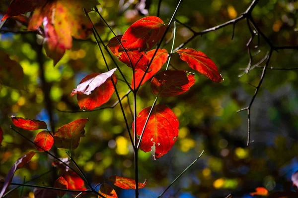 Eine Nahaufnahme Leuchtend Roter Herbstblätter — Stockfoto