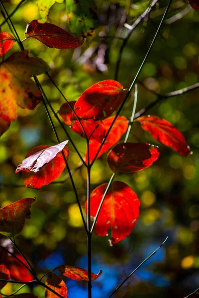 Eine Nahaufnahme Leuchtend Roter Herbstblätter — Stockfoto