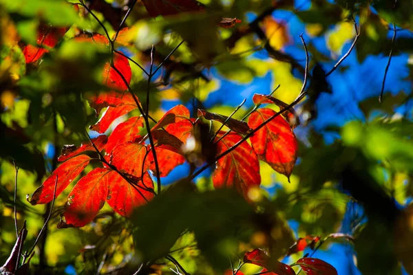 Leuchtend Rote Herbstblätter — Stockfoto