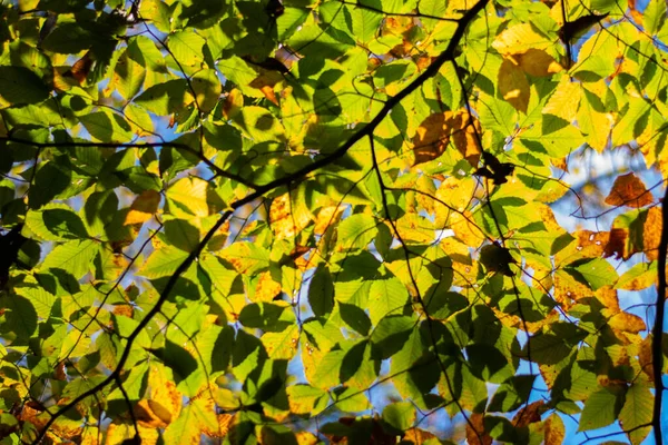 Gelbe Und Grüne Herbstblätter Durch Die Die Sonne Scheint — Stockfoto