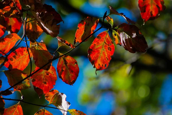 Nahaufnahme Von Leuchtend Roten Herbstblättern Einem Sonnigen Tag — Stockfoto