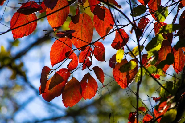 Nahaufnahme Von Leuchtend Roten Herbstblättern — Stockfoto