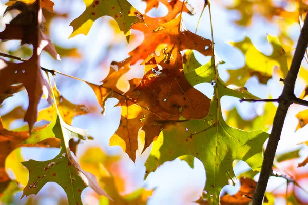Eine Nahaufnahme Von Braunen Und Grünen Herbstblättern Auf Einem Ast — Stockfoto