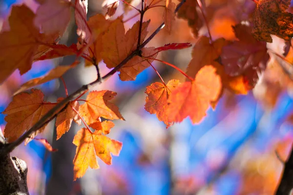 Gros Plan Des Feuilles Rouges Qui Brillent Soleil Automne — Photo