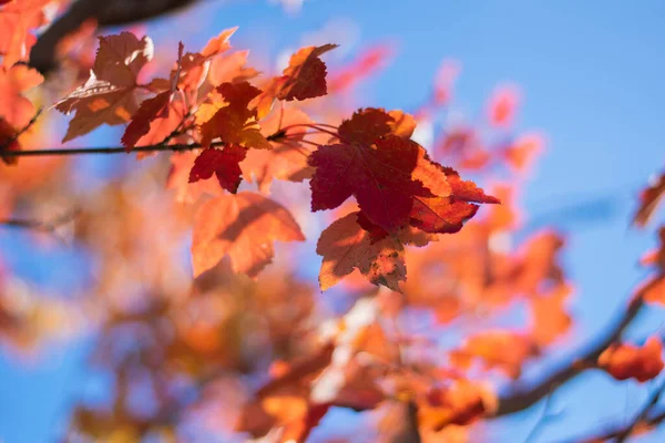 Rote Blätter Wehen Einem Herbstmorgen Wind — Stockfoto