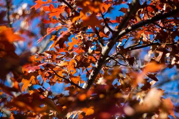 Feuilles Automne Rouges Orange Soufflant Dans Vent — Photo