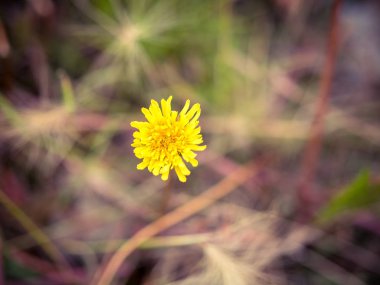 Sarı karahindiba makro fotoğraf