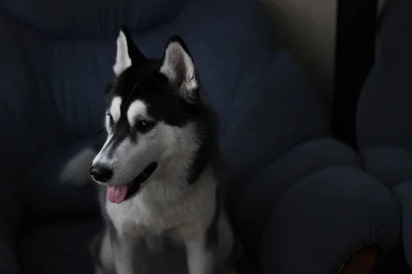 Husky Looks Out Window — Stock Photo, Image