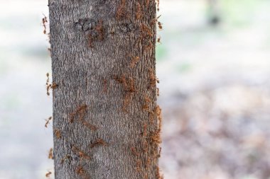 Ağacın dibindekarınca kolonisi.