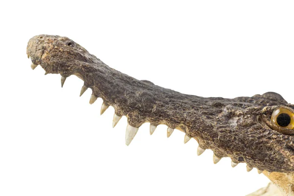 Открытый рот крокодила — стоковое фото