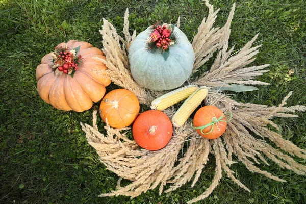 Pumpkin Background Ears — Stock Photo, Image