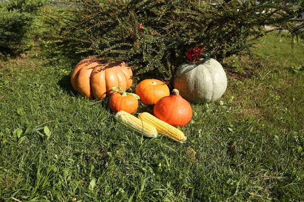 Pumpkins Grass Garden — Stock Photo, Image