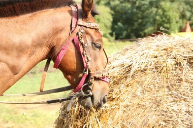 kahverengi at saman yiyor
