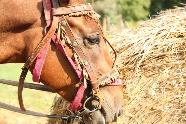 Cavalo Castanho Come Feno — Fotografia de Stock