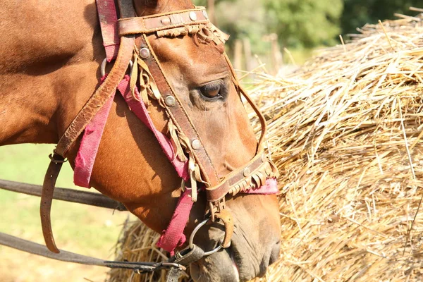 Braunes Pferd Frisst Heu — Stockfoto