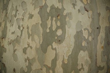 Ağaç kabuğu dokusuna kamuflaj