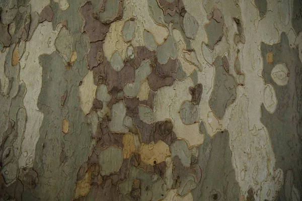 树树皮的伪装纹理 — 图库照片