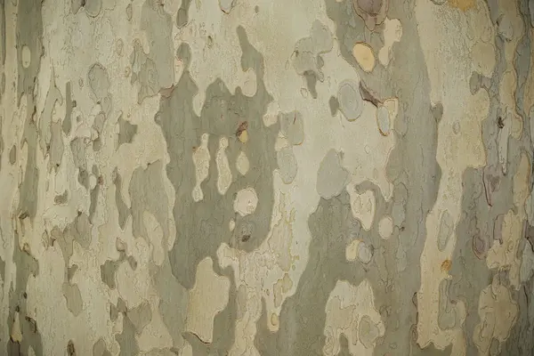 Tarntextur Der Rinde Des Baumes — Stockfoto